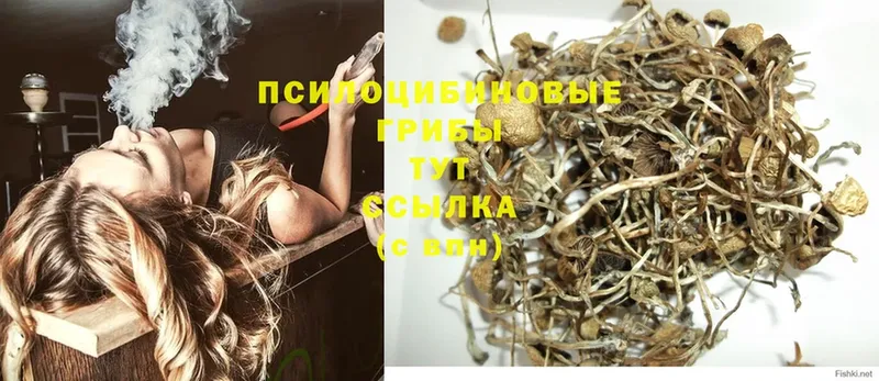 как найти наркотики  Калязин  Галлюциногенные грибы Psilocybe 